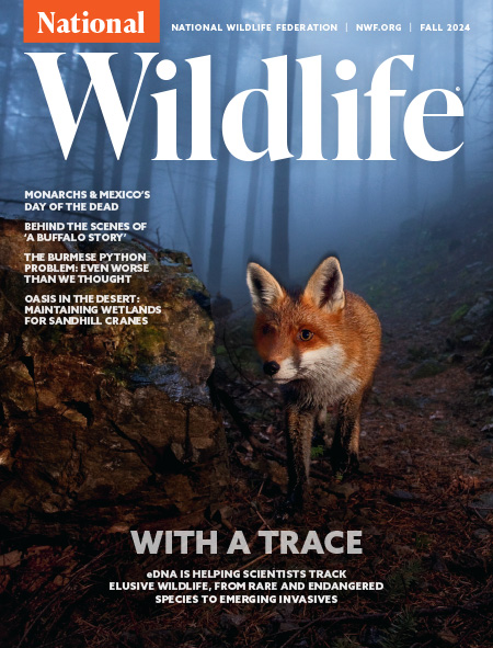 National Wildlife Magazine Magazines Subscriptions the National Wildlife Federation